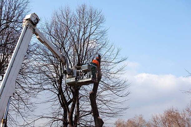 Best Hedge Trimming  in Sullivan, IN